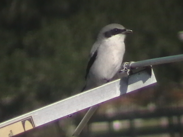 shrike