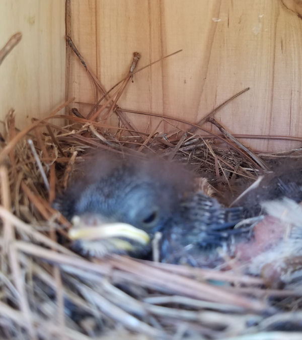 baby blue bird