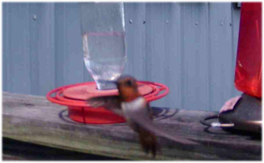 rufous