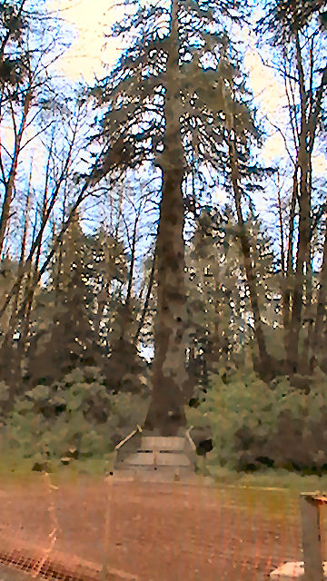 Sitka Spruce